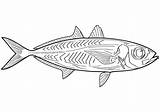 Line Fish Clipart Coloring Drawing Openclipart Pages Pixabay Categories sketch template