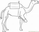 Camel Coloringpages101 sketch template