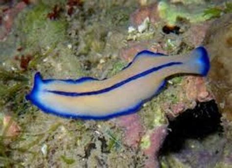 10 Interesting Flatworm Facts My Interesting Facts