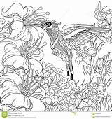 Hummingbird Coloring Pages Adult Printable Template Wild sketch template