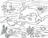 Coloring Pages Biology Animals Marine Sea Getcolorings Getdrawings Color Colorings sketch template