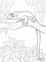 Gecko Crested Coloring Pages Tree Drawing Lizard Drawings Color Printable Line Supercoloring Kids Cute sketch template