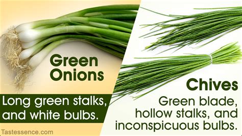 chives  green onions tastessence