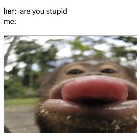 stupid  monkey   fucking stupid