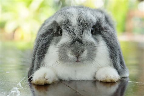 holland lop rabbit facts  diet care health lifespan