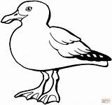 Seagull Drawing Coloring Pages Clip Seagulls Clipart sketch template
