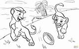 Coloring Football Lions Cubs Playing Lion Pages Cub Drawing American Printable Skip Main Getdrawings sketch template