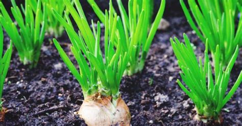 growing shallots  varieties planting guide care problems