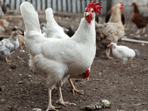 Raising Cornish Cross Chickens 8 Things You Need To Know