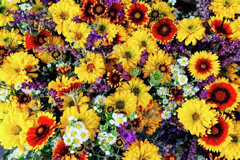 multicolor flowers stock photo dissolve