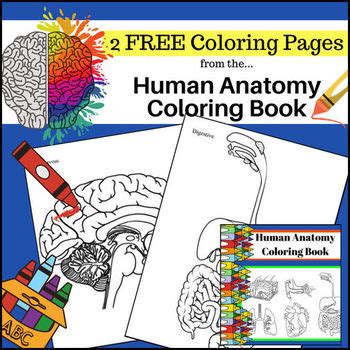 human anatomy coloring pages  creations  lackert tpt