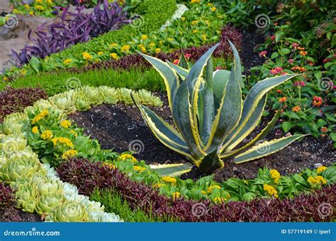 colorful cactus garden stock image image  plants flowers