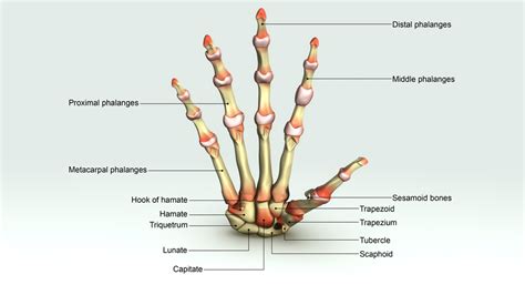 dip arthritis of the finger everything you need to know