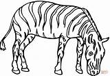 Zebra Cebra Zebre Pastando Zebras Kleurplaten Dieren Gras Tekeningen Cebras Ausmalbild Animali Ausdrucken Mammiferi sketch template