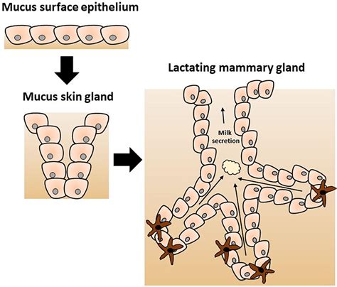 Frontiers Host Microbe Interactions In The Lactating Mammary Gland