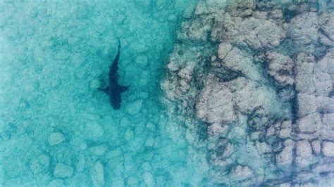 drones  jaws aerial shark hunters deployed   york digital camera world