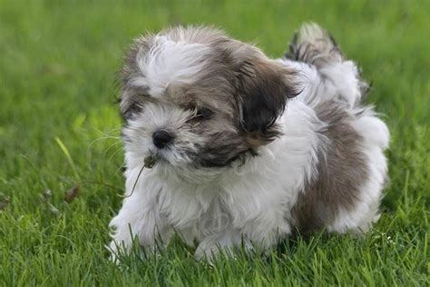 havanese havanesedogs havanese puppies havanese dogs puppies