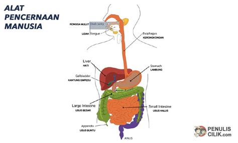 gambar sistem pencernaan jenis  fungsi organ pencernaan utama