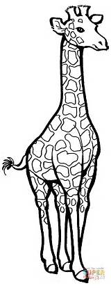 Giraffe Coloring Pages Printable Silhouettes Cute sketch template