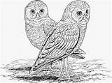 Coloring Owl Pages Adults Adult Realistic Eared Long Online Owls Printable Colouring Print Color Animal Kids Sheets Choose Board Letscolorit sketch template