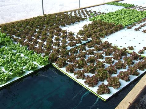 floating rafts  lettuce  deep water culture