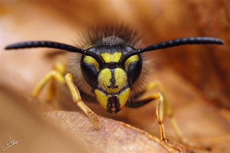 die gemeine wespe foto bild tiere wildlife insekten bilder auf