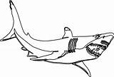 Coloring Shark Pages Printable Great Popular sketch template