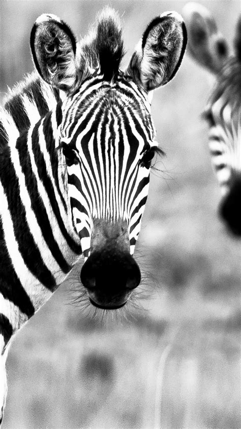 wallpaper zebra black white couple cute animals