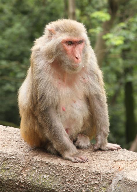 rhesus macaque wikipedia