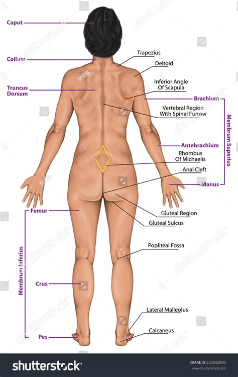sexy external parts of human body amauter gay