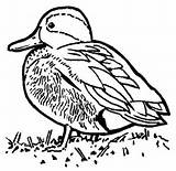 Coloring Pages Eend Duck Ducks Kleurplaat Animated Coloringpages1001 Kleurplaten Van Eendjes Fun Kids sketch template
