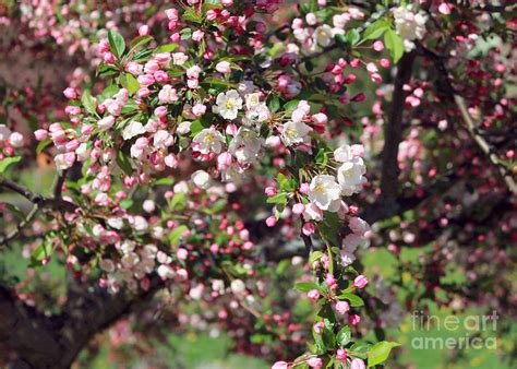 bring  flowers photograph  gregory arnett fine art america