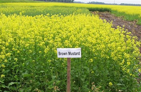 tame mustard production publications