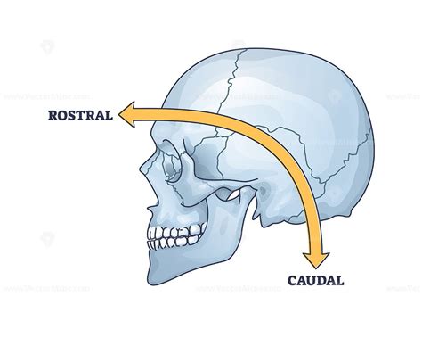 rostral  caudal  location  frontal   location outline