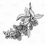 Blackberry Vine Berries Vines Bushes Blackberries Fruits Rubus Genus Videira sketch template