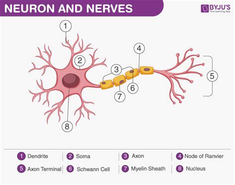 What Does A Neuron Look Like Biology Questions