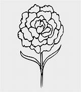 Carnation Clip Pinclipart Jing Vhv sketch template