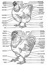 Chicken Diagram Anatomy Chickens Parts Hen Rooster Tell Feather Chart Body Poultry Roosters Backyardchickens Backyard Bantam Labels Hens Raising Feathers sketch template