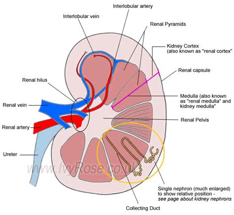 structure   kidney basic diagram   kidney   human body endocrine system