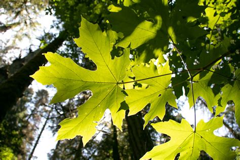 stock photo  light  maple shaped leaves