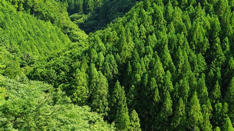 fonds decran foret verte arbres vue de dessus  uhd  image