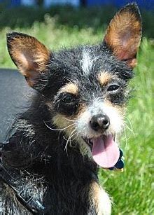 wire chiwoxy wire haired terrier  chihuahua info pictures