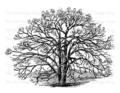 white oak tree botanical commercial  clip art engraving etsy