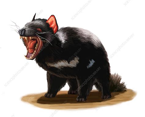 tasmanian devil illustration stock image  science photo
