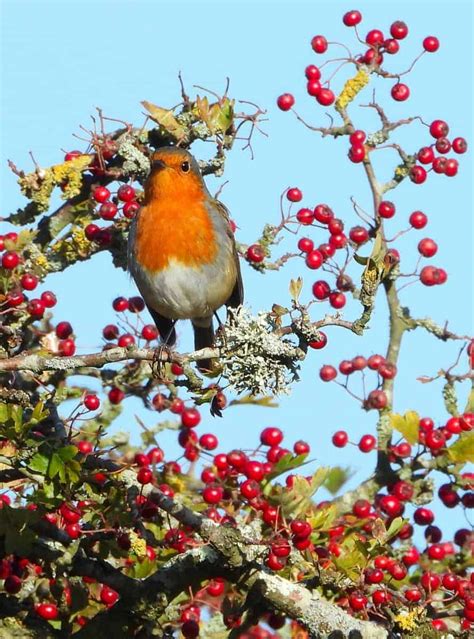 red robin red berries focusing  wildlife