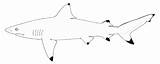 Reef Silky Blacktip Carcharhinus Designlooter Extinct Rediscovered 35kb 229px Kalapeedia Juuli sketch template