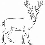 Coloring Pages Whitetail Deer Buck Color Doe Hunting Drawings Drawing Outline Printable Print Kids Template Getcolorings Realistic Head Getdrawings Paper sketch template