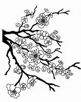 Blossom Drawing Apple Coloring Cherry Tree Pages Japanese Flower sketch template