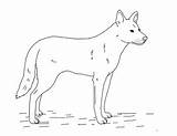 Dingo sketch template