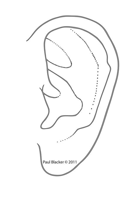 ear outline ear acupuncture outline     paul